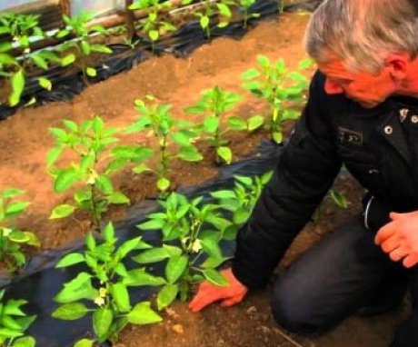 Alapvető szabályok a paprika üvegházban történő termesztésére