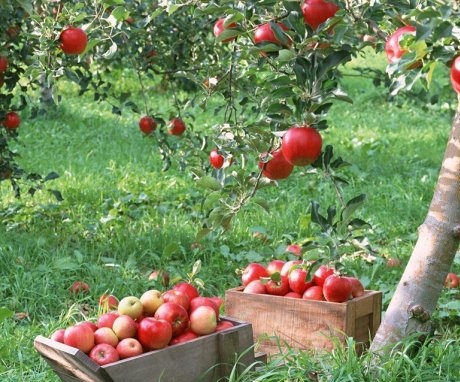 Nejlepší odrůdy jabloní pro zahradu, jejich vlastnosti