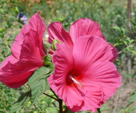 Hibiscus - o descriere detaliată a arbustului
