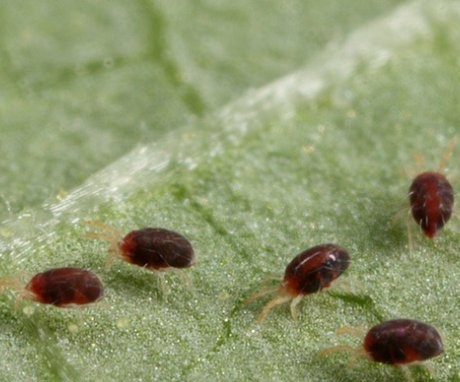 Diseases and pests, how to deal with them