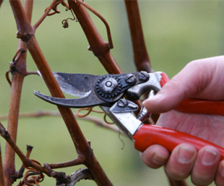 Pruning grapes in spring