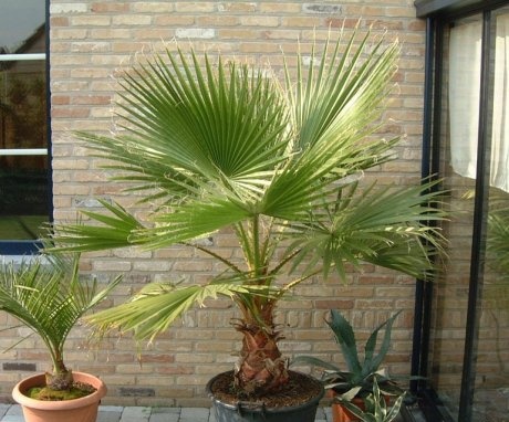 Washingtonia filamentous - acquaintance with the palm tree
