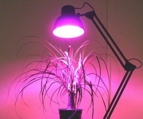 ما نوع الضوء الذي تحتاجه النباتات