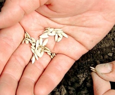 Semănarea semințelor în teren deschis