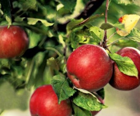 Recommendations for gardeners for the care of an apple orchard