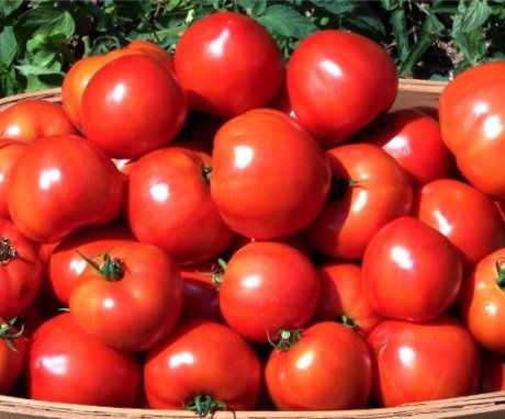Tomatoes with high yields of fruits
