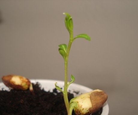 كيف تنمو شجرة من بذرة