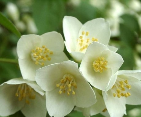 Vrtni jasmin - cvjetajući grm u proljeće