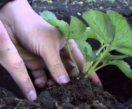 Pravidla pro pěstování a výsadbu jahod