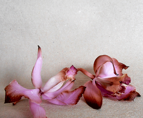 De ce o orhidee aruncă flori