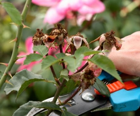Pruning roses in spring and autumn - terms and rules
