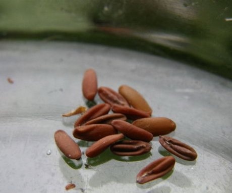 Pěstování pelargonia pomocí semen