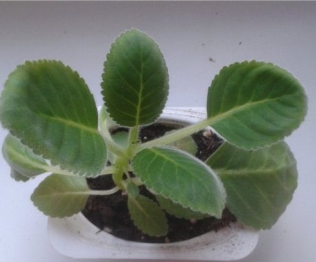 Transplantation and reproduction of sambac jasmine