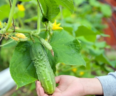 Secrets of growing cucumbers