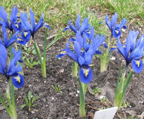 Planting bulbous irises