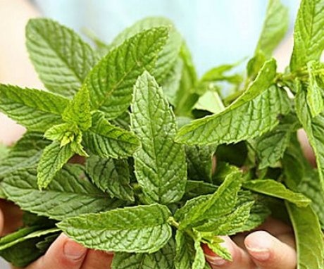 Mint - composition and medicinal properties