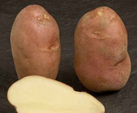 متنوعة البطاطا "كوندور"