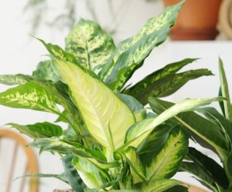 The benefits and harms of dieffenbachia