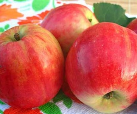 Autumn varieties of apple trees for the Moscow region