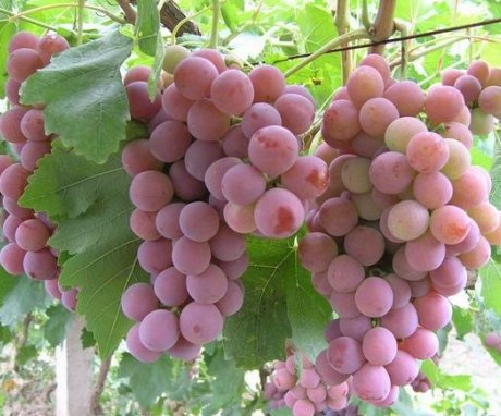 How to properly care for grapes?