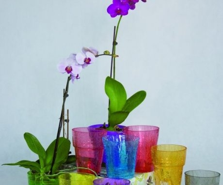 Rules for choosing a container for an orchid