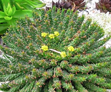 Euphorbia Medusa vezetője