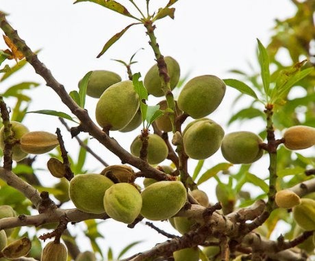 Where and how do almonds grow?