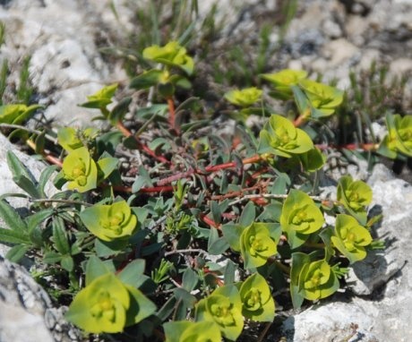 Euphorbia milující kámen