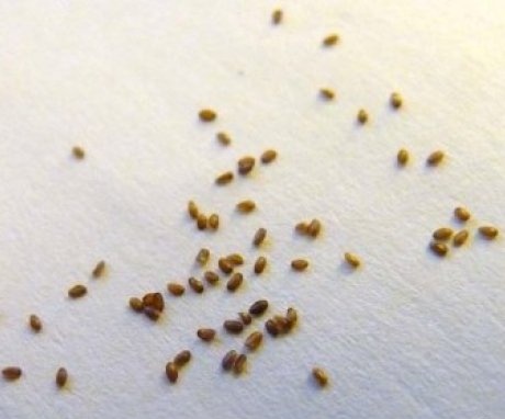 Eustoma Seeds