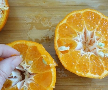 Reprodukcija mandarine