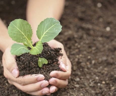 Rules for planting seedlings in the ground