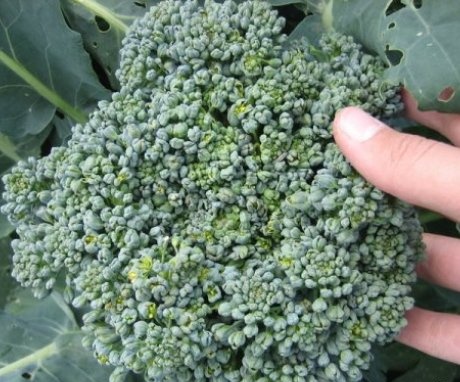 Important principles of growing broccoli
