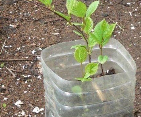 Reproduction of lemongrass