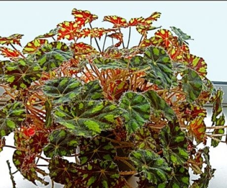 Begonia Tiger
