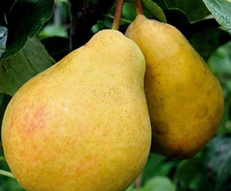 Application of pear bergamot