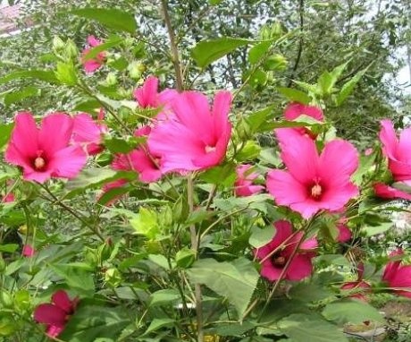 Njega biljaka hibiskusa