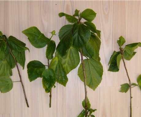 Plant propagation by cuttings