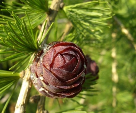 Pollination of a cedar tree