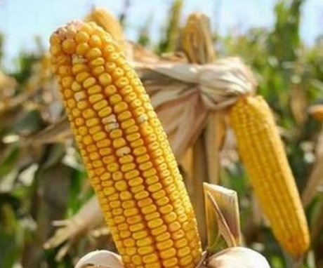 Kukorica gondozása az országban