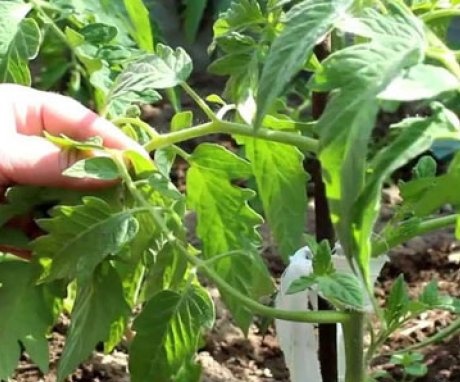 Slijed uzgoja rajčice prema nizozemskoj tehnologiji