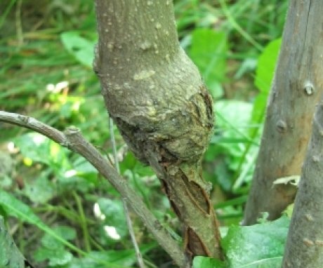 Diseases of trees that are grafted