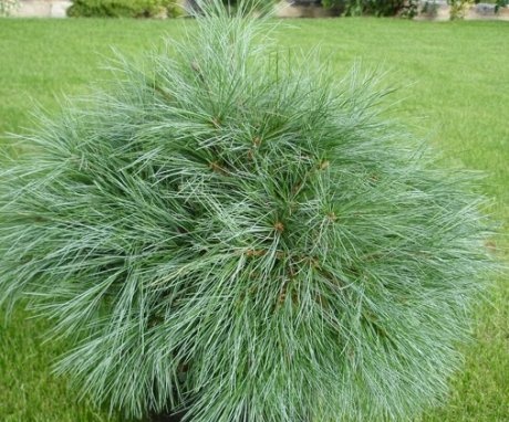 Reproduction and planting of pine