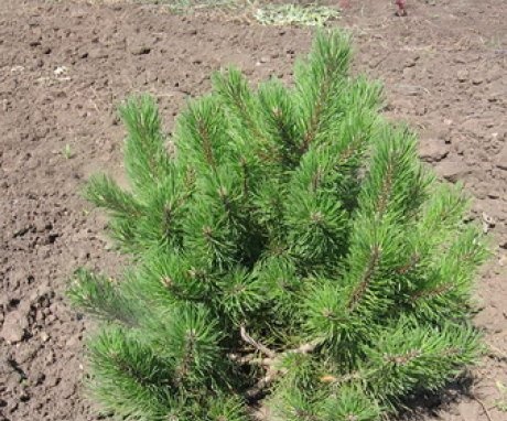Features of pine transplantation