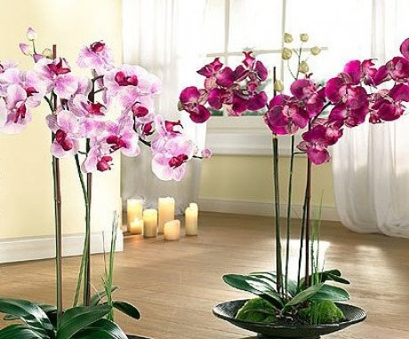 Odrůdy orchidejí