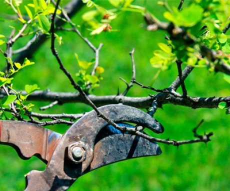 Prune your tree in spring or fall?