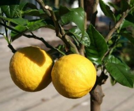 Indoor lemon care