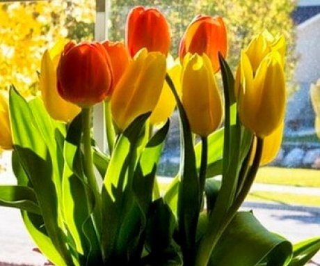 Uzgajanje tulipana i priprema za cvatnju