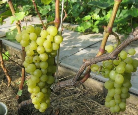 Tukay grape care