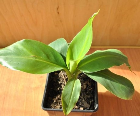 Features of transplanting and planting a banana