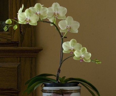 Nemoci a škůdci orchidejí